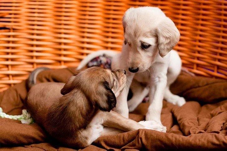 Tailoring Age-Appropriate Play for Puppies, Adults, and Senior Dogs